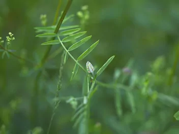 Wyka drobnokwiatowa - zdjęcie 2