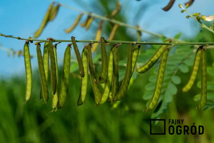 Wyka drobnokwiatowa Wyka drobnokwiatowa