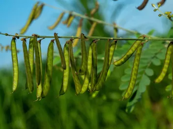 Wyka drobnokwiatowa - zdjęcie 3