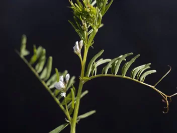 Wyka drobnokwiatowa - zdjęcie 4