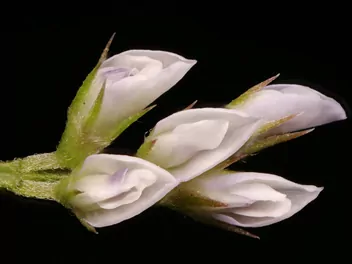 Wyka drobnokwiatowa - zdjęcie 5