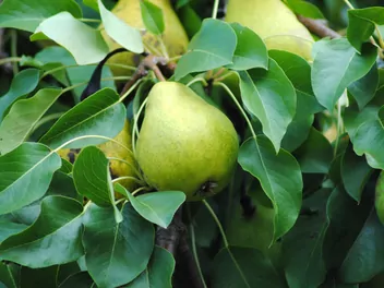 Grusza 'Cukrówka' - zdjęcie 2