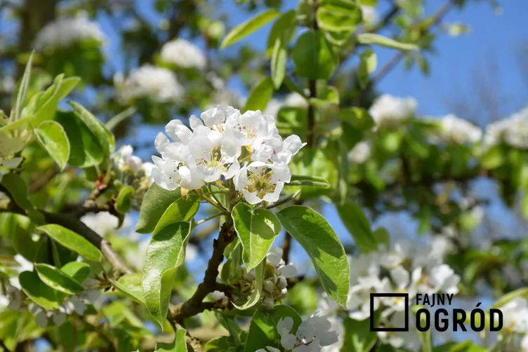 Koźlarka sztuttgarcka