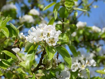 Grusza 'Cukrówka' - zdjęcie 3