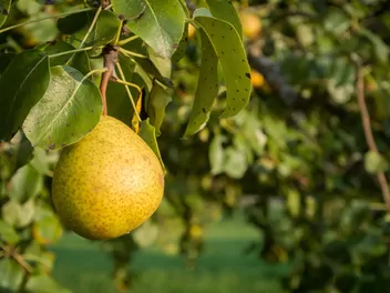 Grusza 'Cukrówka' - zdjęcie 4