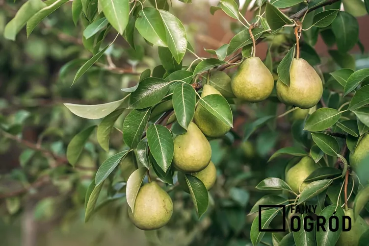 Grusza 'Cukrówka' - zdjęcie 5