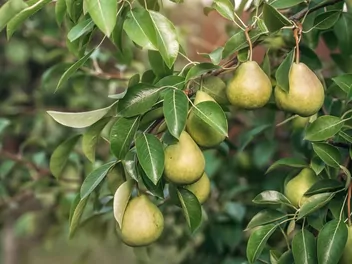 Grusza 'Cukrówka' - zdjęcie 5