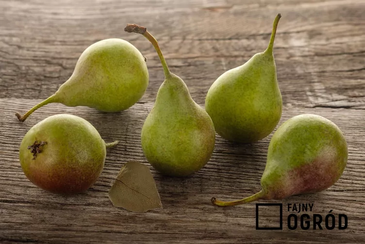 Grusza 'Cukrówka'