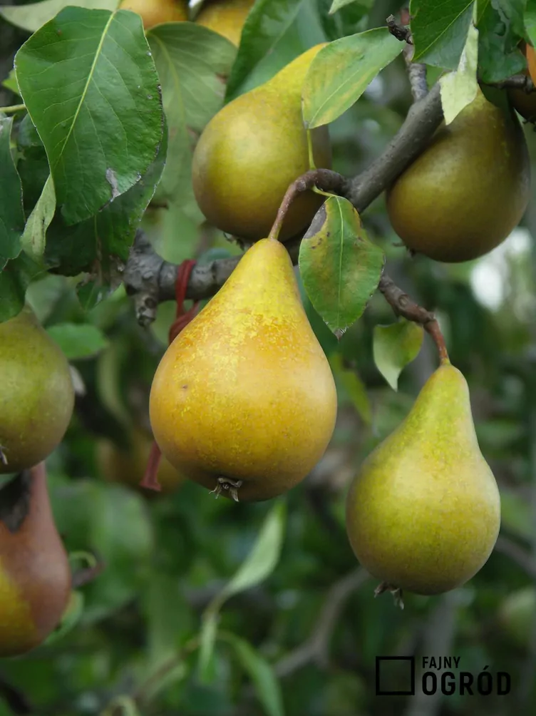 Grusza ‘Gellerts Butterbirne’