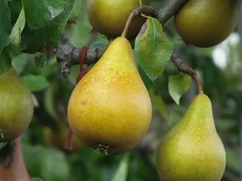 Grusza ‘Bera Hardy’ - zdjęcie 2