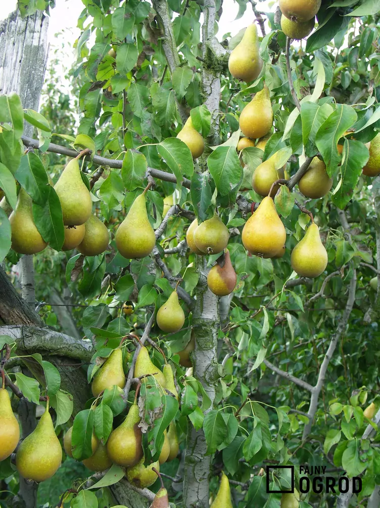 Grusza ‘Bera Hardy’