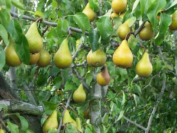 Grusza ‘Bera Hardy’ - zdjęcie 3