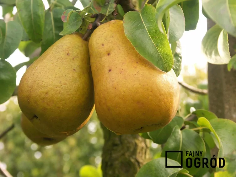 Grusza ‘Bera Hardy’