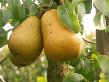 Grusza ‘Bera Hardy’ - zdjęcie 4