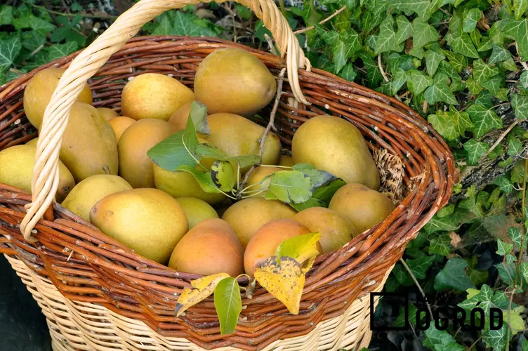 Grusza ‘Bera Hardy’ - zdjęcie 5