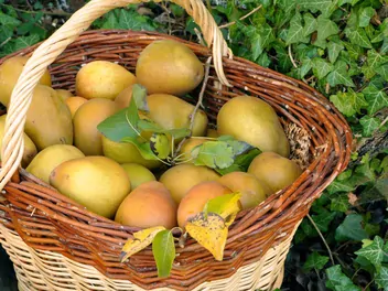 Grusza ‘Bera Hardy’ - zdjęcie 5