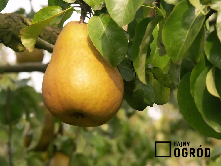 Grusza ‘Bera Hardy’