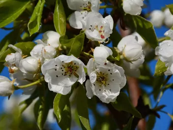 Grusza 'Ukraińska' - zdjęcie 2