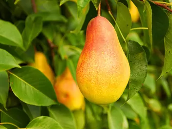 Grusza 'Ukraińska' - zdjęcie 3