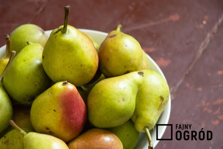 Grusza 'Ukraińska'