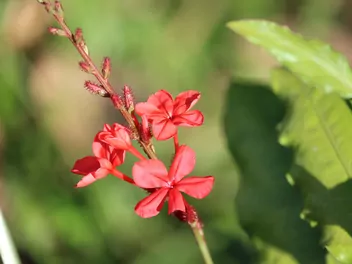 Ołownik czerwony - zdjęcie 3