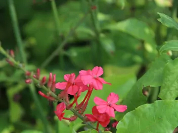 Ołownik czerwony - zdjęcie 5