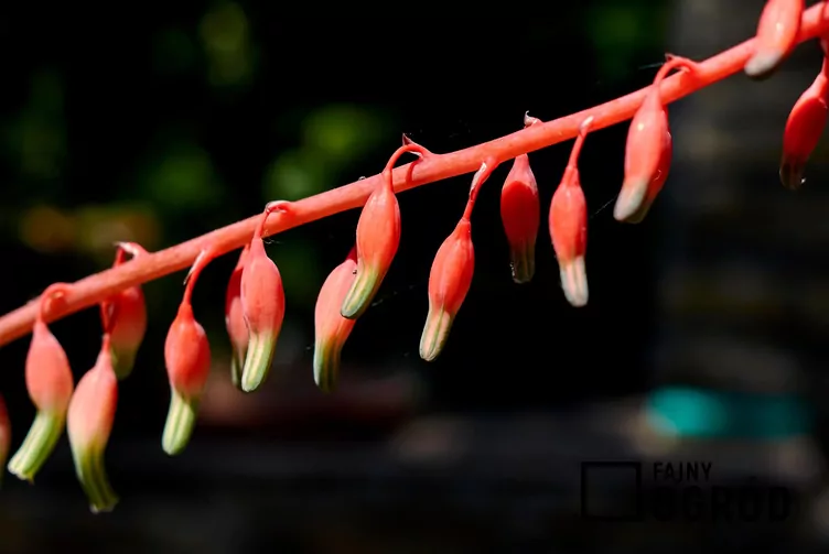 Jęzorka brodawkowata