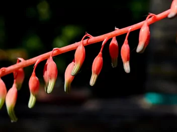 Gasteria brodawkowata - zdjęcie 2