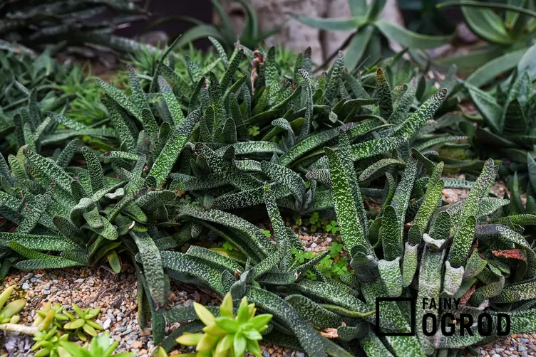 Aloesik brodawkowaty