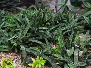 Gasteria brodawkowata - zdjęcie 3