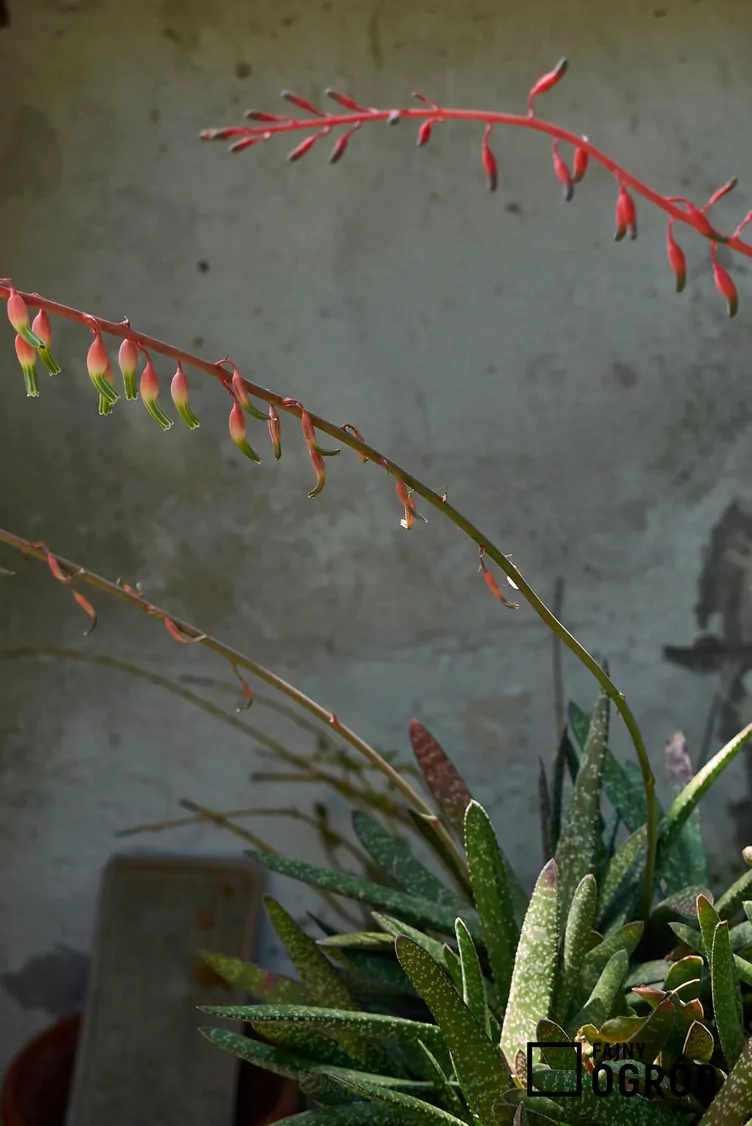 Gasteria brodawkowata