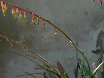 Gasteria brodawkowata - zdjęcie 4