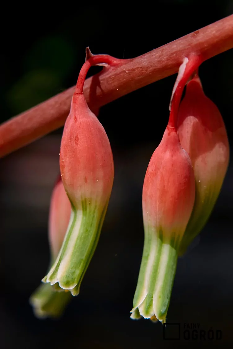 Gasteria brodawkowata - zdjęcie 5