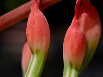 Gasteria brodawkowata - zdjęcie 5