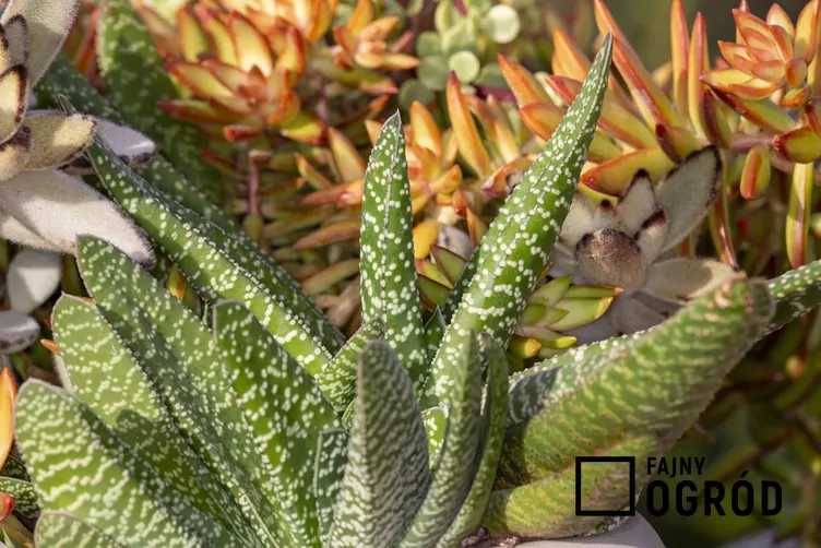 gasteria-brodawkowata-1 Gasteria brodawkowata