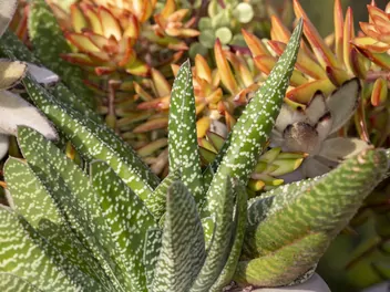 Ilustracja rośliny gasteria brodawkowata