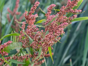 Szczaw lancetowaty - zdjęcie 2