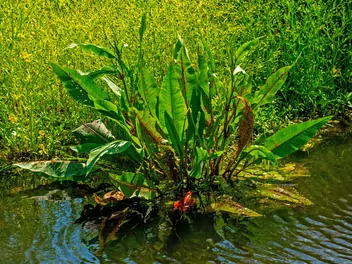 Szczaw lancetowaty - zdjęcie 3