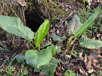 Szczaw lancetowaty - zdjęcie 4