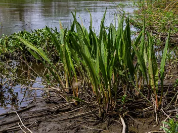 Szczaw lancetowaty - zdjęcie 5