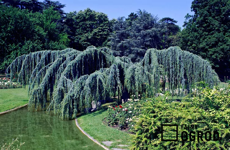 Cedr płaczący Cedr płaczący