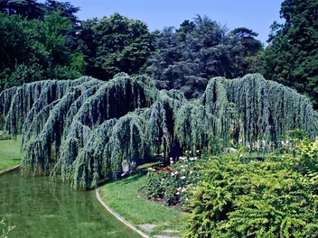 Cedr libański 'Pendula' - zdjęcie 2