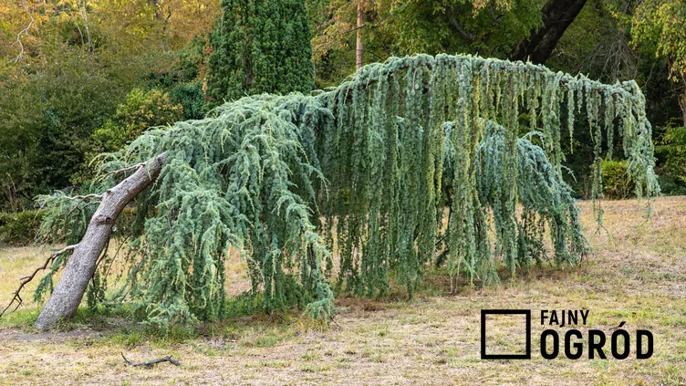 Cedr libański 'Pendula' Cedr libański 'Pendula'