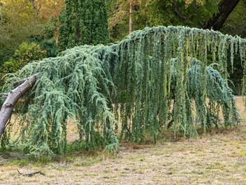 Cedr libański 'Pendula' - zdjęcie 3