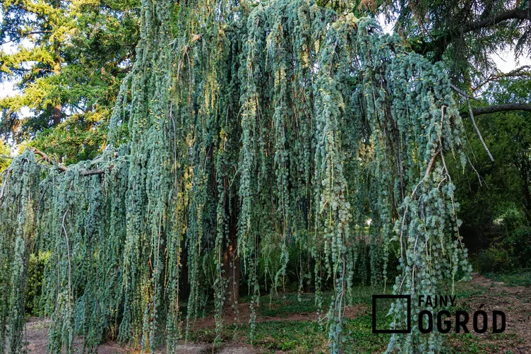 Cedr libański 'Pendula' Cedr libański 'Pendula'