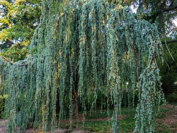 Cedr libański 'Pendula' - zdjęcie 4
