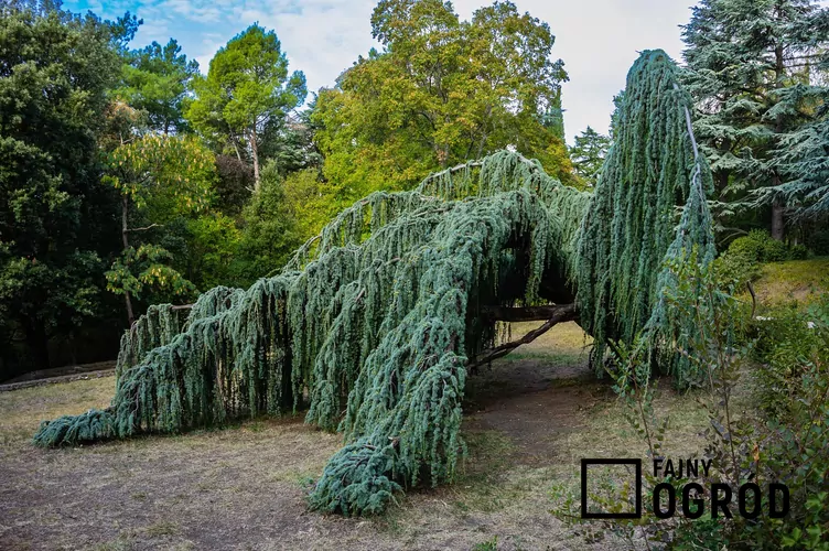 Cedr libański 'Pendula' - zdjęcie 5 Cedr libański 'Pendula' - zdjęcie 5