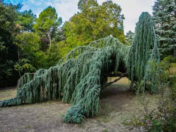 Cedr libański 'Pendula' - zdjęcie 5