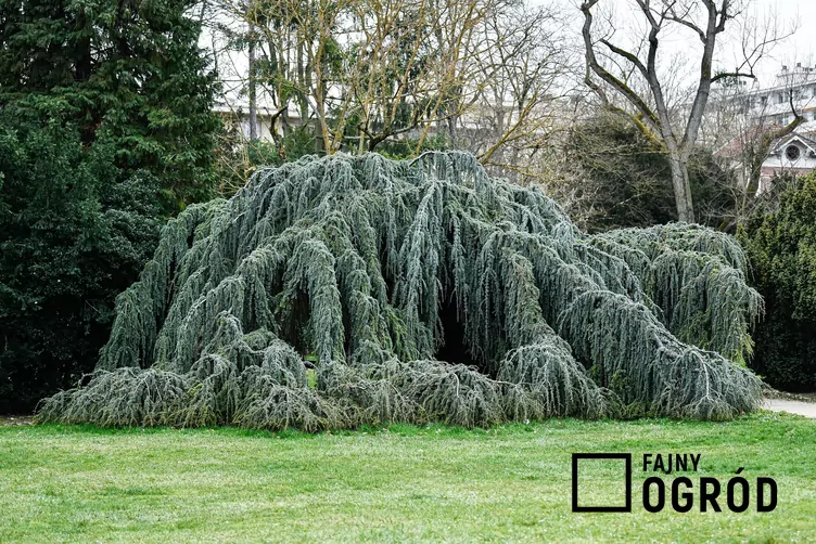 Cedr libański 'Pendula'