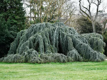 Ilustracja rośliny cedr libański 'pendula'